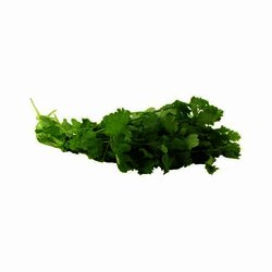 CILANTRO
